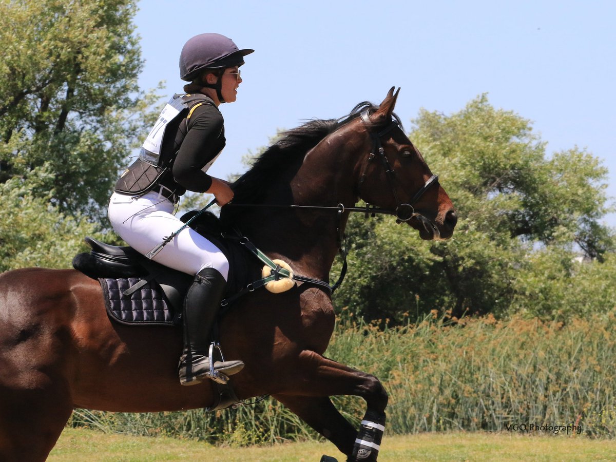 AfterFinishLine's tweet photo. Meet Impressively, a 4y/o #Calbred #OTTB competing in Eventing/Show Jumping at TB Makeover 10/8-11 at the KY Horse Park. Unraced w/ timed workouts. Eligible for $5K Top-Placed Cal-Bred Award & reimbursement of trainer/stall/schooling fees sponsored by Georgia B Ridder Fdn.From CA https://t.co/P1Dw2jUByq