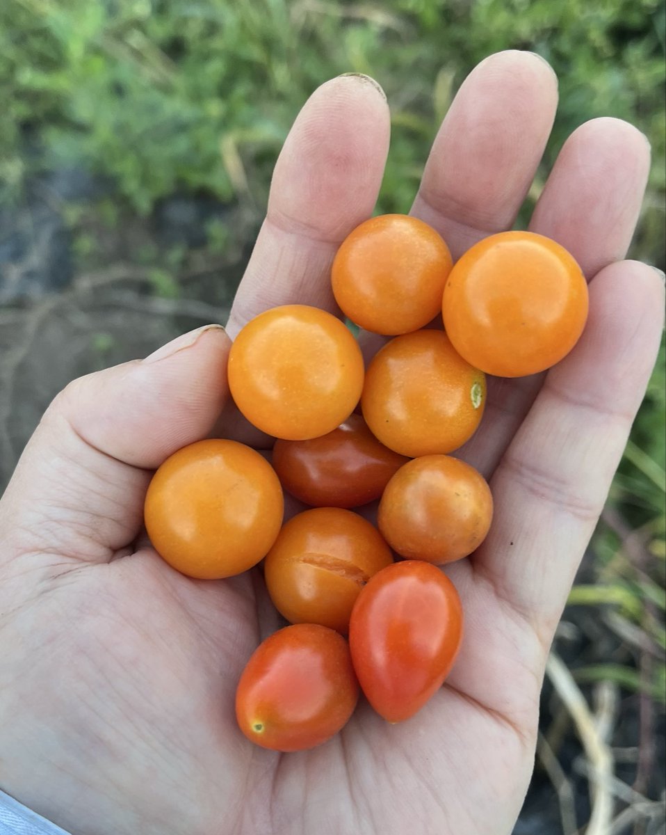 EWTj6venRF0UlaJ's tweet photo. #トマト 収穫🍅
#SweetMillion #BetterBoy
SweetMillion2
#OrangeComb #Grape https://t.co/EZb1Atg4we