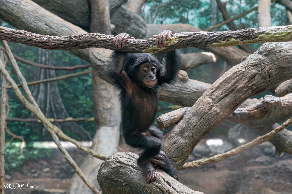 CincinnatiZoo's tweet photo. Daisy the baby bonobo is starting to explore more on her own, but mom is always close by! https://t.co/SArnEcHYu5