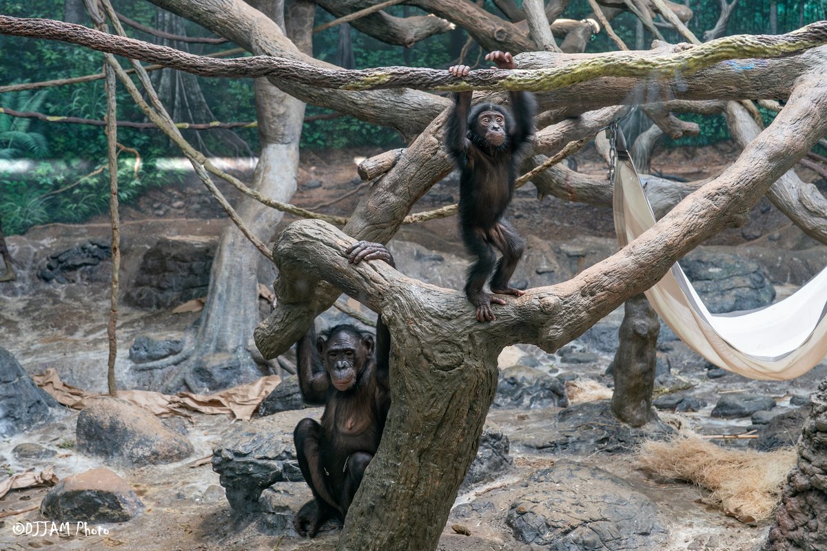 CincinnatiZoo's tweet photo. Daisy the baby bonobo is starting to explore more on her own, but mom is always close by! https://t.co/SArnEcHYu5