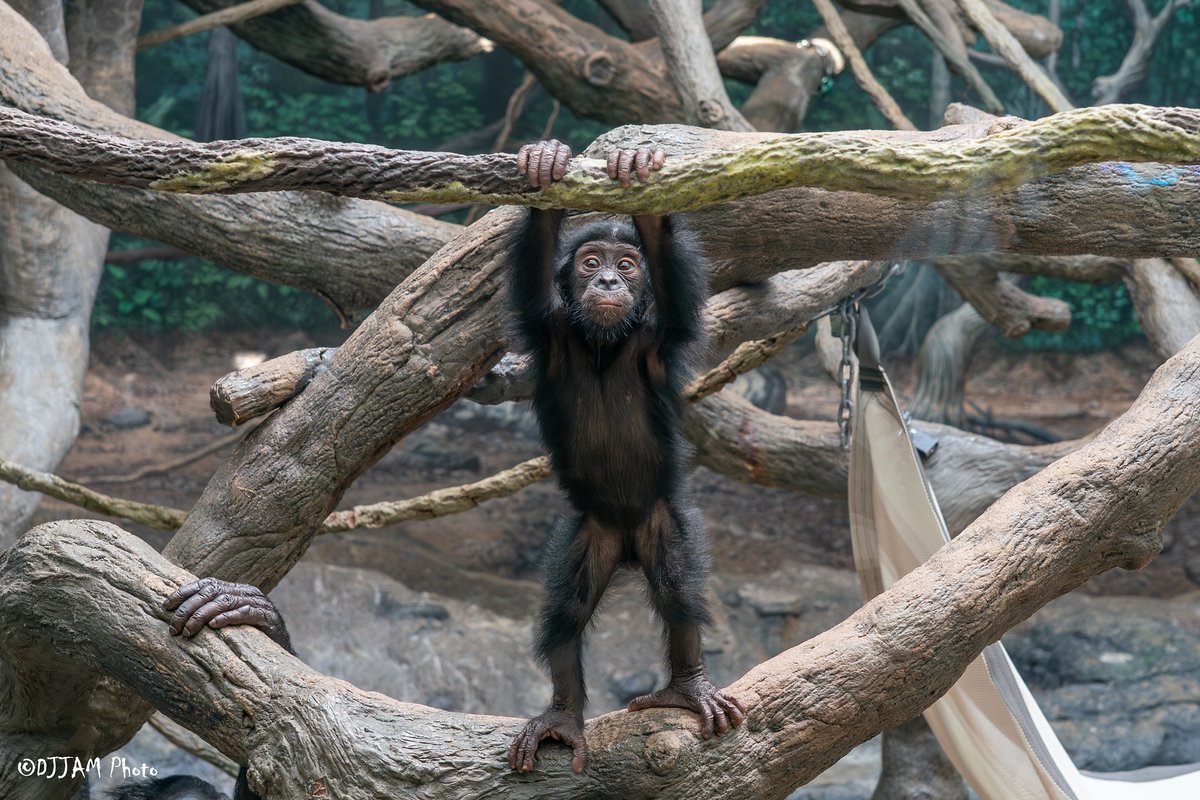 CincinnatiZoo's tweet photo. Daisy the baby bonobo is starting to explore more on her own, but mom is always close by! https://t.co/SArnEcHYu5