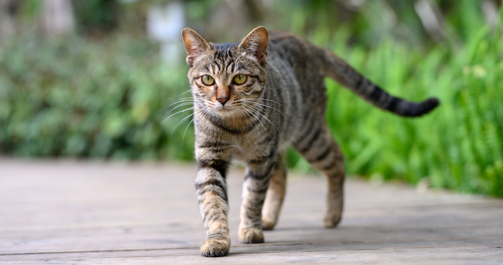 Chats errants🐈 |  La Ville et la SPCA Lanaudière Basses-Laurentides annoncent la mise en place d’un projet pilote visant à mieux gérer la population de chats errants sur le territoire lavallois. 
➡️bit.ly/3KQe2El