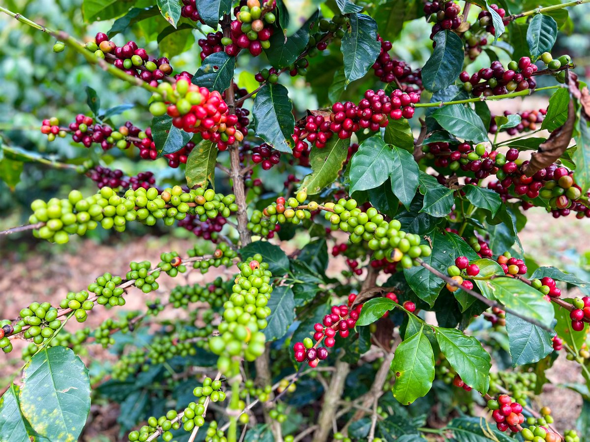 SMBC's tweet image. Red here, green there, flavor in the making. Cherries ripen slowly when coffee is grown within living forest, sharing space with native trees where migratory birds and other wildlife find refuge. For 25 years the Bird Friendly certification has protected habitat like this.