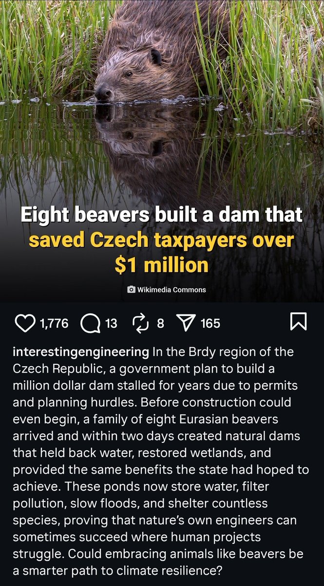 Maybe the beavers can build high speed rail in California and continue the 2nd Ave line into Harlem.