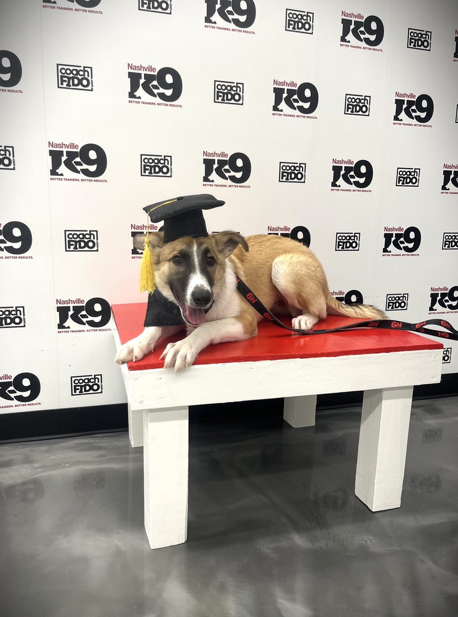 NashvilleK9's tweet image. Congratulations, Delilah! You graduated!! 

#mixedbreed #puppy❤️ #dog training #nashville #nashvilledogtraining  #franklin #brentwood #obedience #nashvilledogtrainer #positivereinforcement #clickertraining #agility #behavior #bettertrainers #betterresults #NashvilleK9