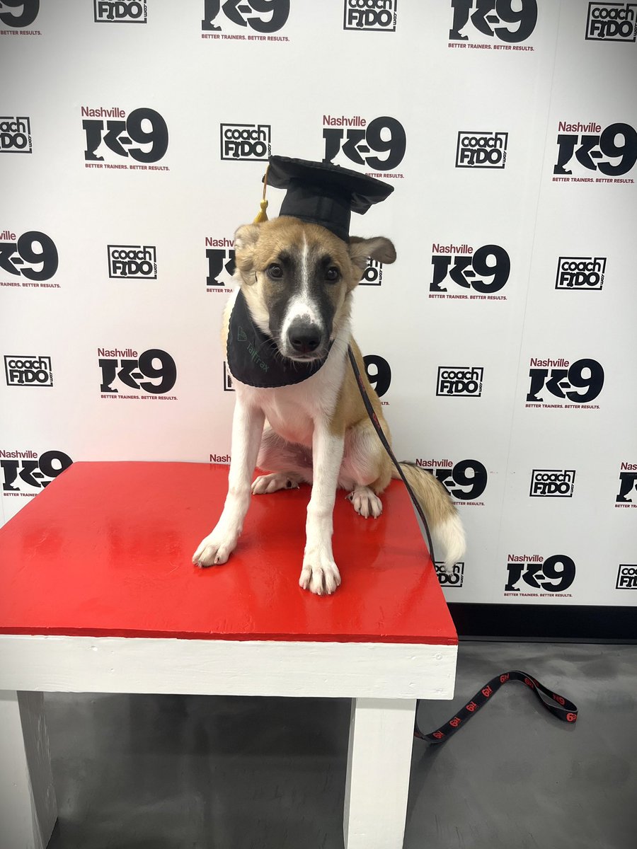 NashvilleK9's tweet image. Congratulations, Delilah! You graduated!! 

#mixedbreed #puppy❤️ #dog training #nashville #nashvilledogtraining  #franklin #brentwood #obedience #nashvilledogtrainer #positivereinforcement #clickertraining #agility #behavior #bettertrainers #betterresults #NashvilleK9