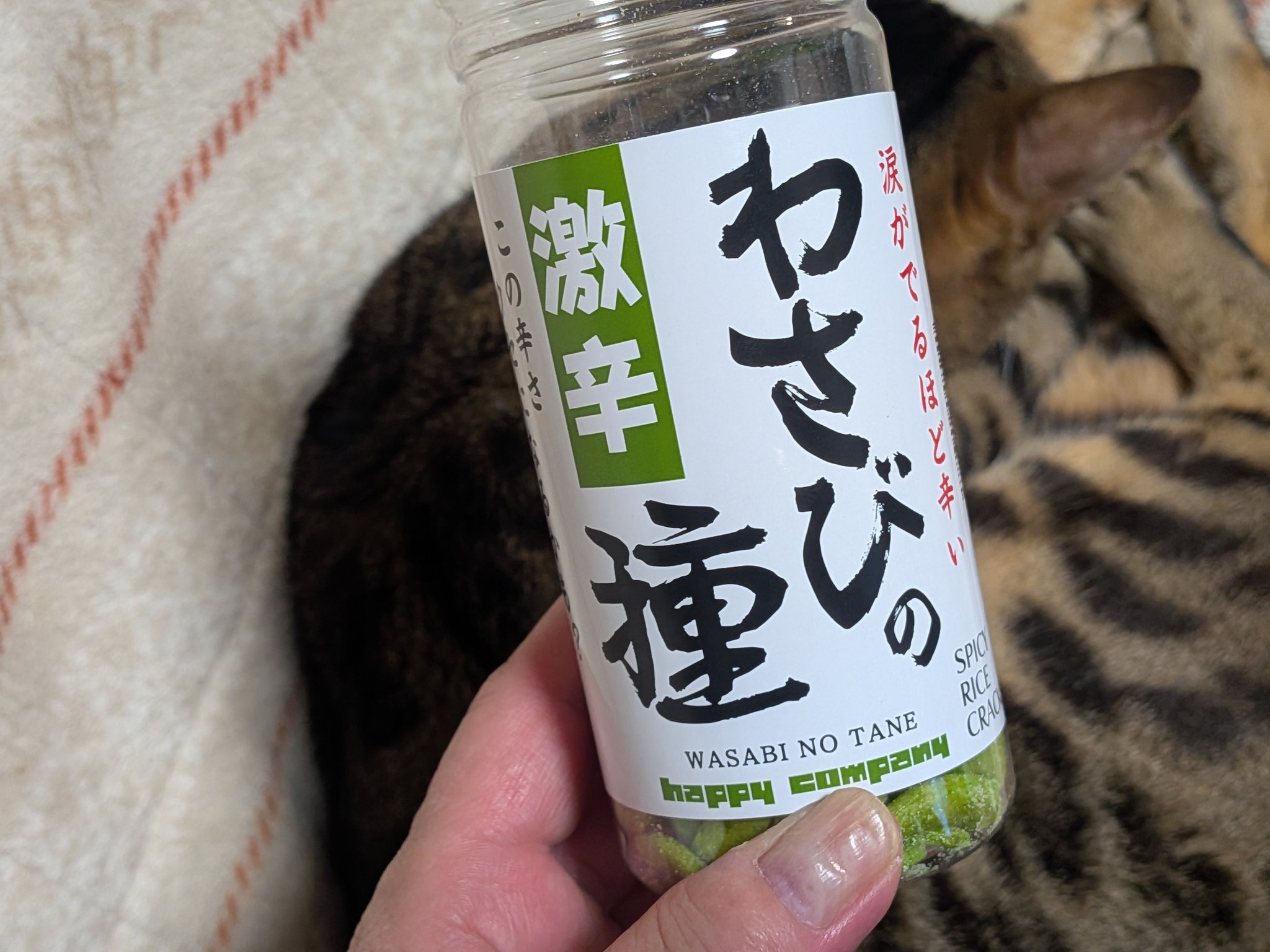 【さうん】だるさかまとめ売り 猫のせ大だるま ar21064 大願成就 招き猫 招福 達磨 だるま