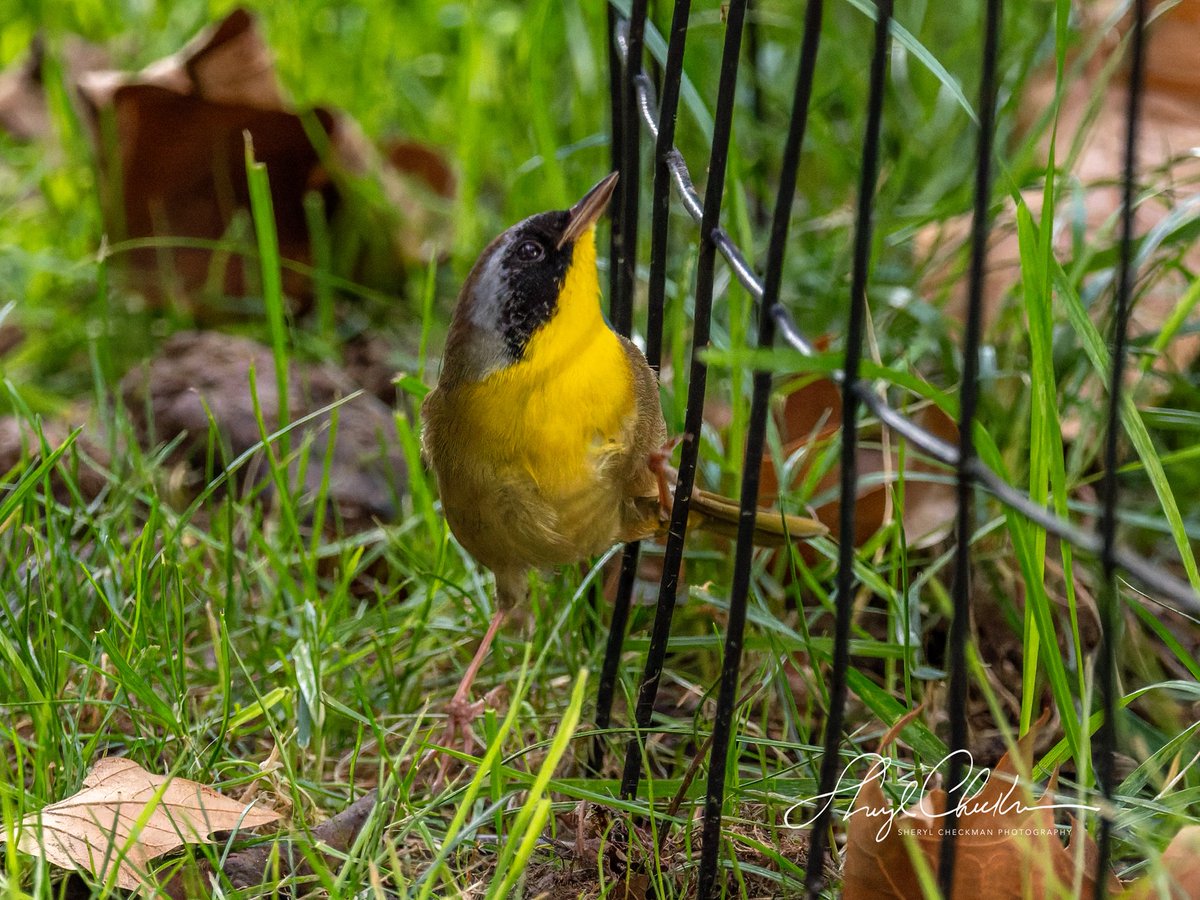 DiveArtist's tweet image. Jailbreak! Male Common Yellowthroat (or as I like to call him, the Frito Bandito) yesterday at Madison Square Park. 
#birdcpp
#commonyellowthroat #fallmigration