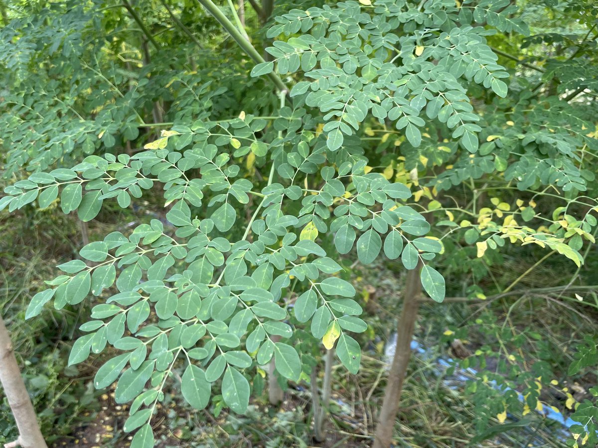 ginger_bug_inc's tweet image. モリンガの根っこ、西洋わさびと同じ味するんです。おもしろい！！

因みに新芽は少し苦味のあるアスパラに最後ほんのり辛味がある感じでめちゃくちゃ美味しくて驚きました。

葉っぱをお茶にして飲んでる場合じゃないって気がしてきました。