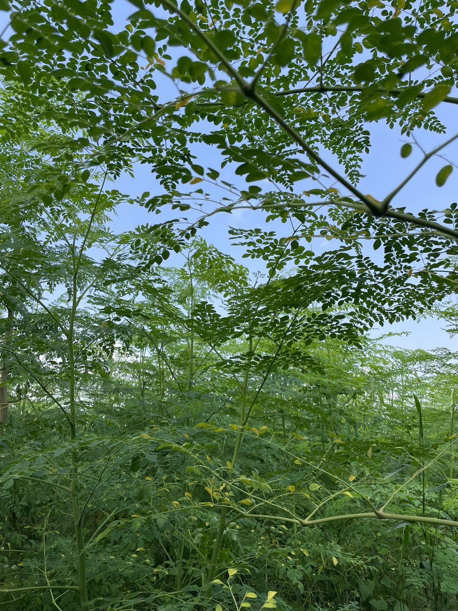 ginger_bug_inc's tweet image. モリンガの根っこ、西洋わさびと同じ味するんです。おもしろい！！

因みに新芽は少し苦味のあるアスパラに最後ほんのり辛味がある感じでめちゃくちゃ美味しくて驚きました。

葉っぱをお茶にして飲んでる場合じゃないって気がしてきました。