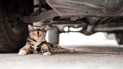 È in arrivo il primo freddo❄chi vive vicino ad una colonia felina🐈 per favore faccia attenzione quando parte con l"auto perché i gatti cercano un po' di caldo sotto le auto o addirittura dentro il vano motore. Per favore🙏🏻 la vostra attenzione può salvare tante piccole vite❤