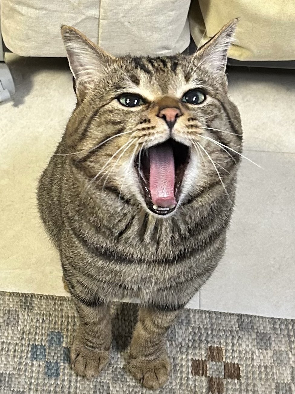 にゃうこ (@nia_7053) / X