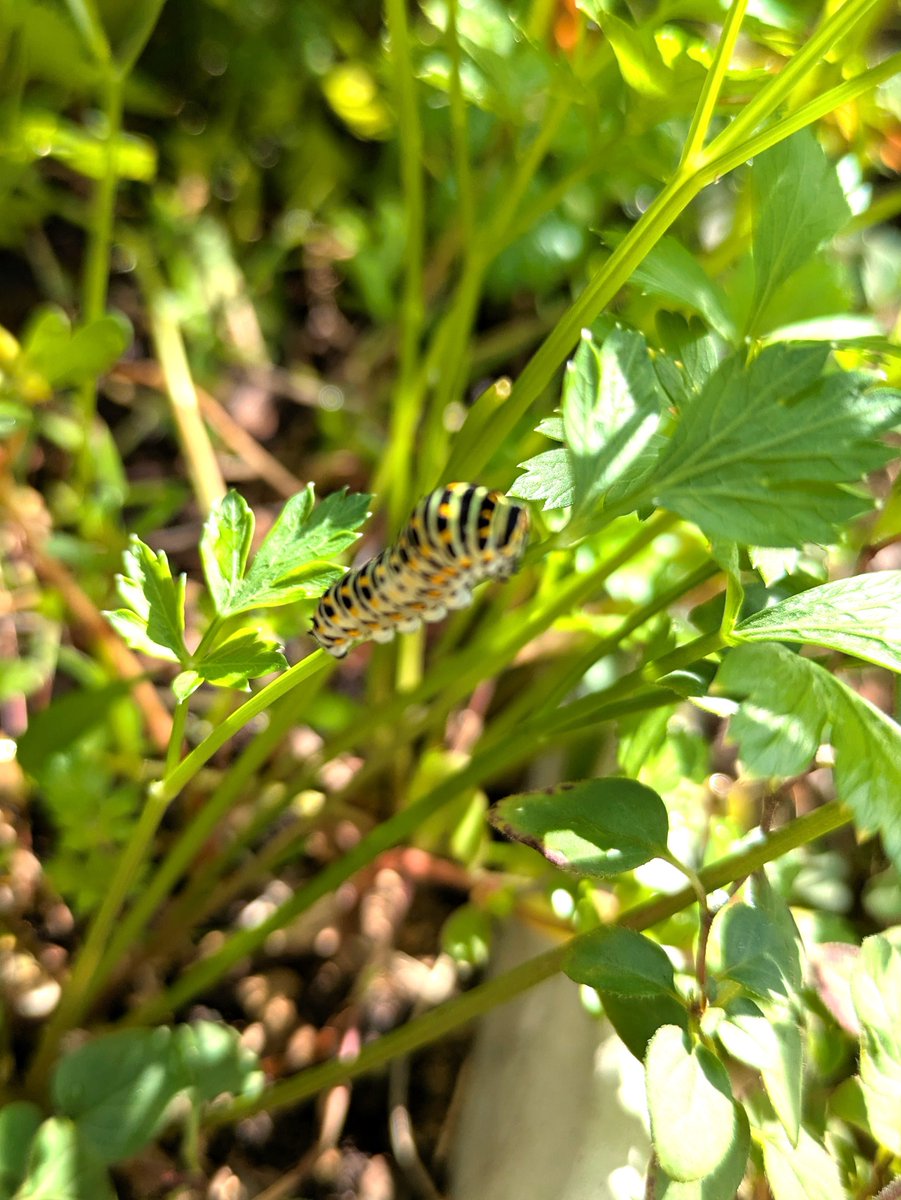 キアゲハ幼虫、パセリを食べていた。セリ科しか食べない理由はなんだろう。