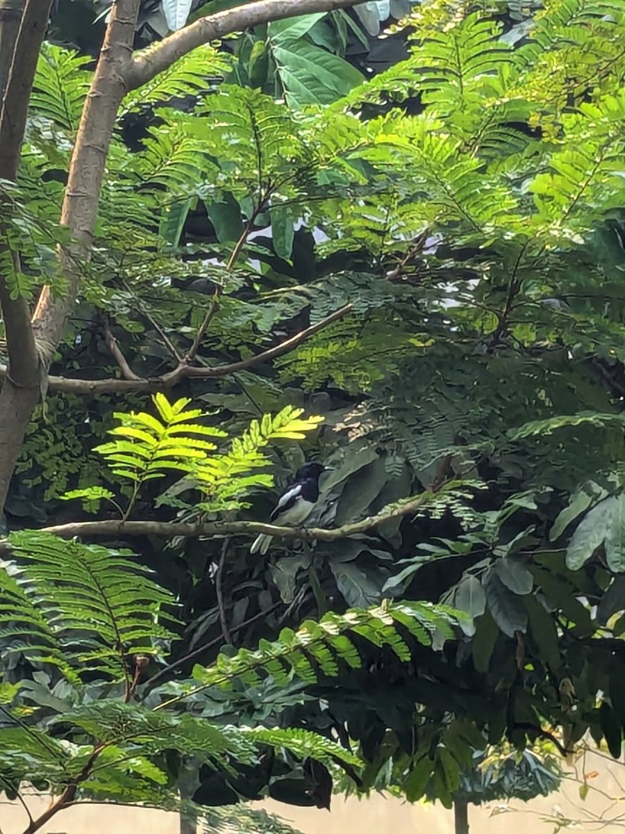 pythonX_01's tweet image. Visited this serene green escape twice this year already… a place where nature speaks louder than words...🌿✨