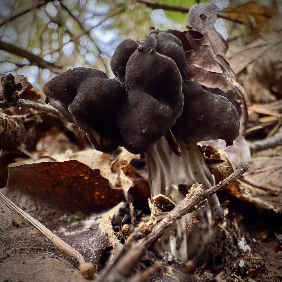 Bernoid (@bernoid) on Twitter photo Helvella lacunosa - Elfin Saddle. Weird & gnarly little mushroom. Very cool. #DevonMushrooms Helvella lacunosa - Elfin Saddle. Weird & gnarly little mushroom. Very cool. #DevonMushrooms