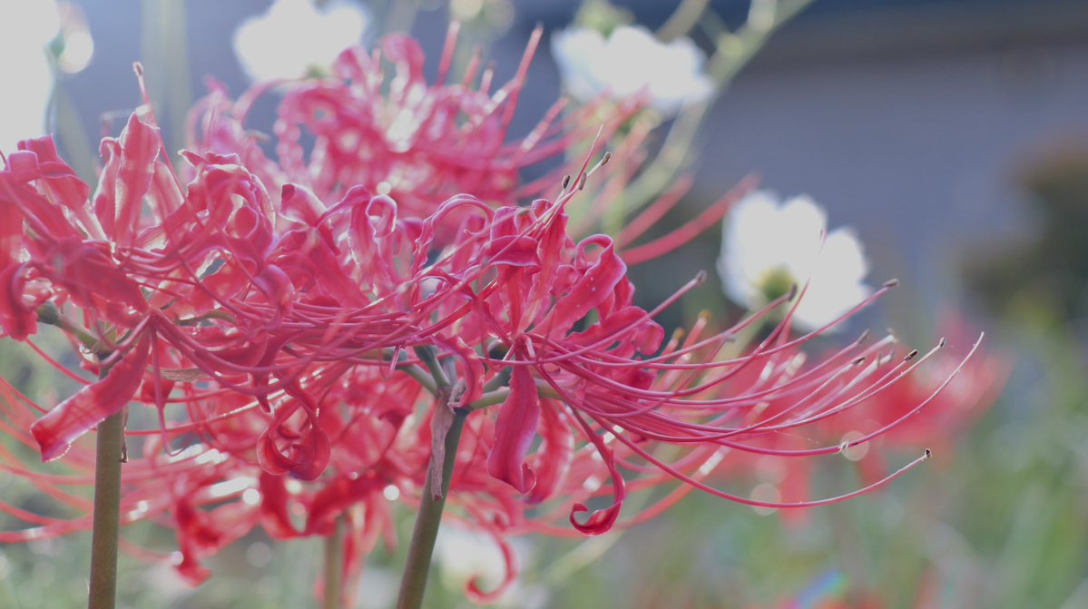00_nire's tweet image. 彼岸花楽しい季節
#花と空と猫便り #写真撮ってる人と繫がりたい #写真好きな人とつながりたい #カメラ好きな人と繋がりたい #TLを花でいっぱいにしよう #キリトリセカイ #写真で伝えたい私の世界 #彼岸花