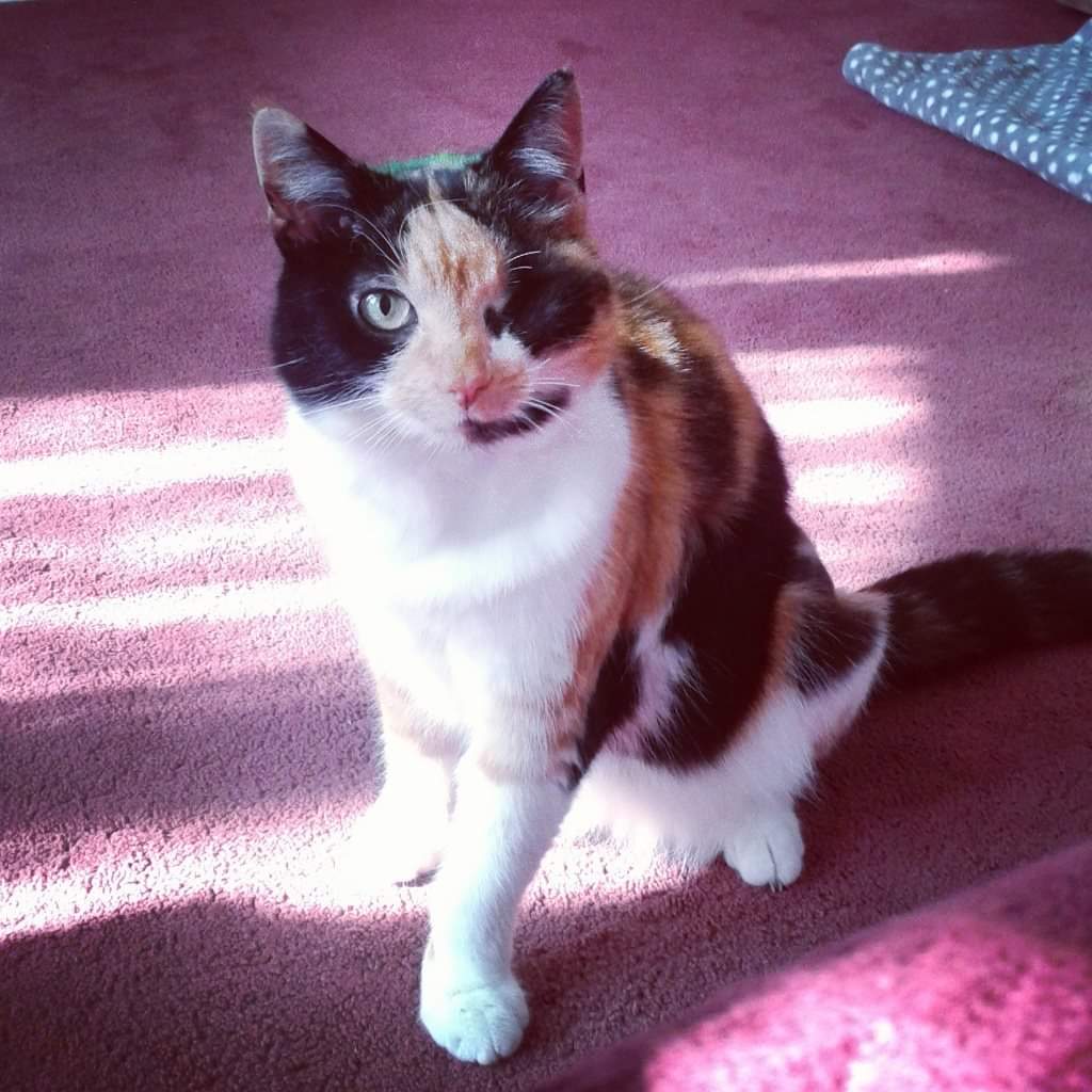 Fluffy Willow 🌈 tweet media