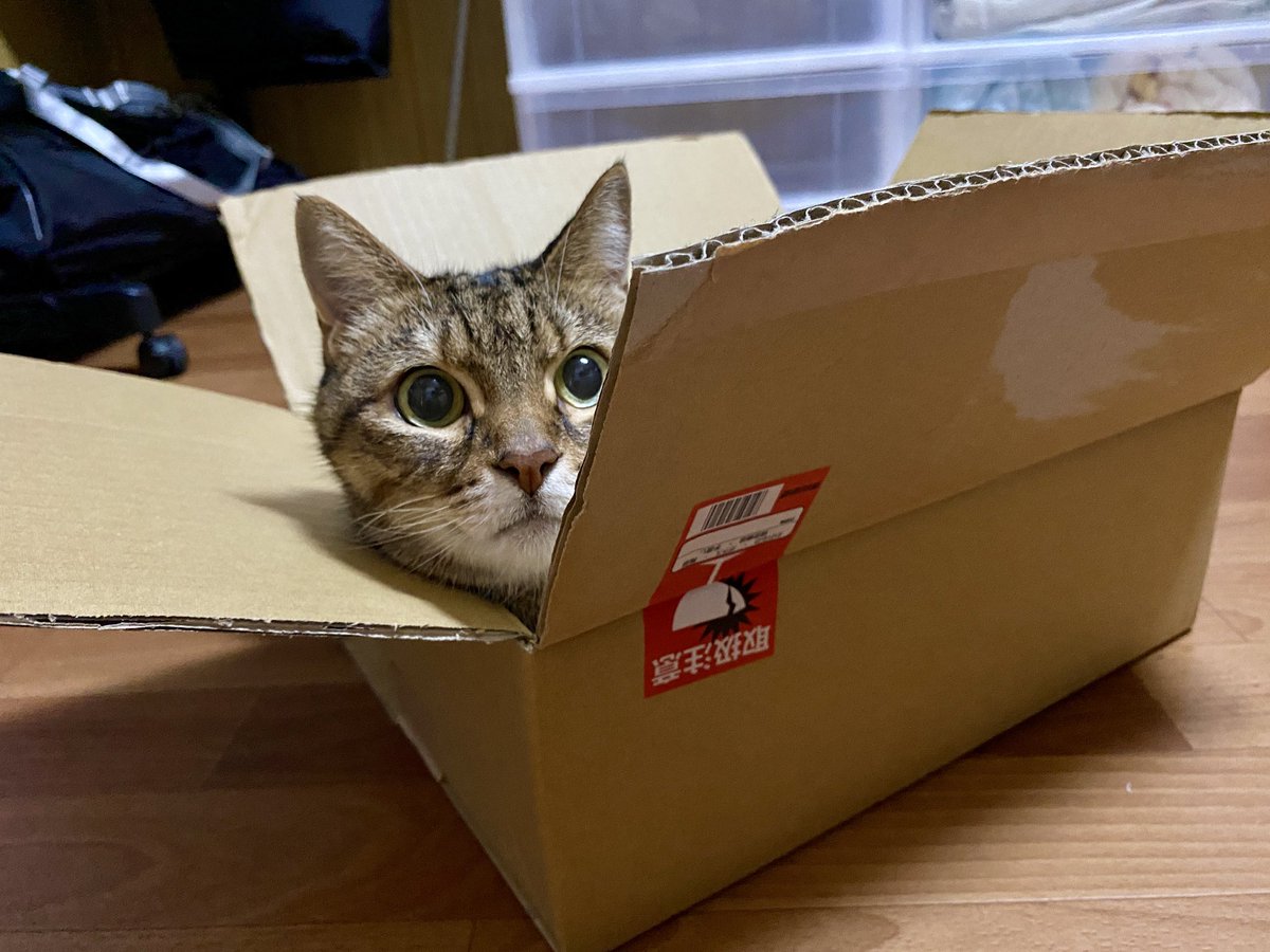 ひょっこりハルちゃん発見
ダンボールの中が温かくて快適だね☺️
