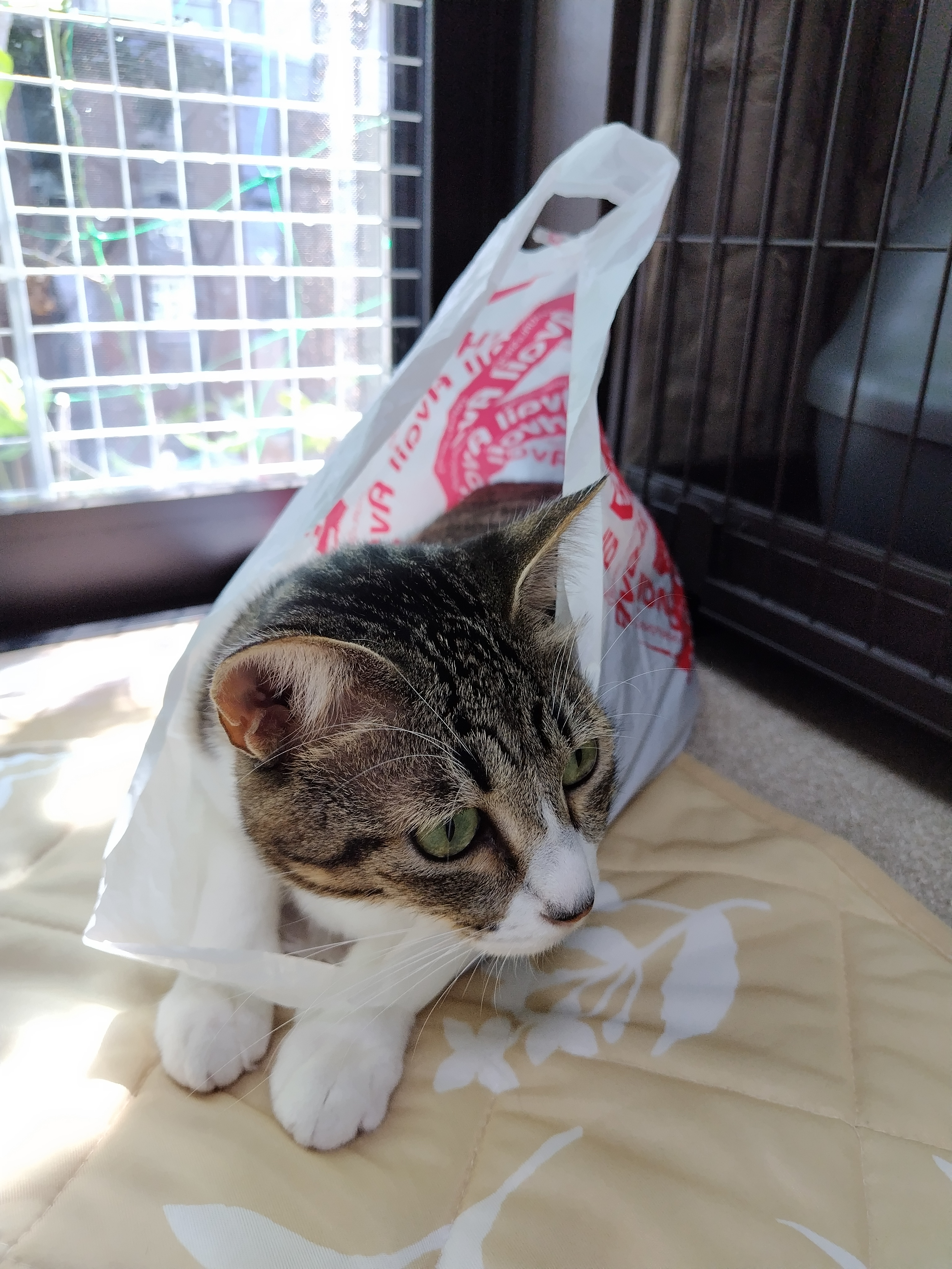 白猫好き 天使の寝顔👼 #白猫 #猫好きさんと繋がりたい #猫好きな人と