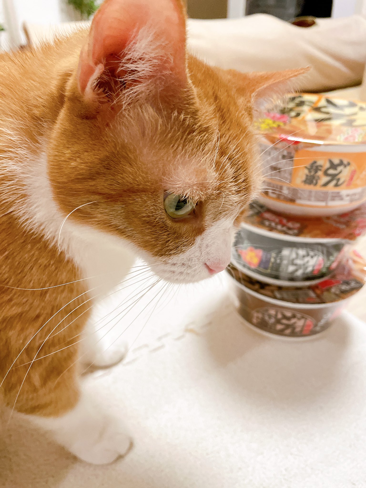 きなこページ きなこ (@9i_7a_5o) / X