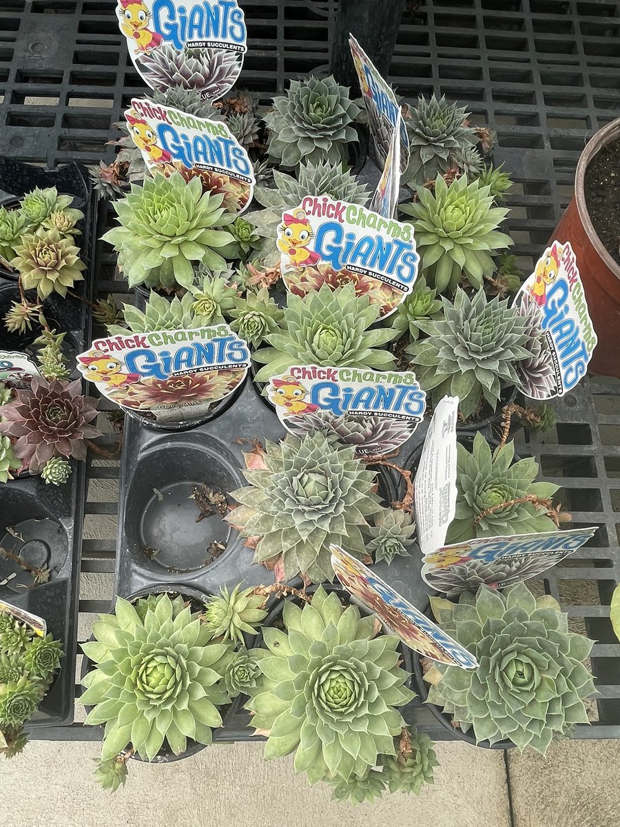 Lipstick_Mystic's tweet image. Always love the sacred geometry shape in succulents.#cactus #Cactivibes #fibonacci #sacredgeometry
