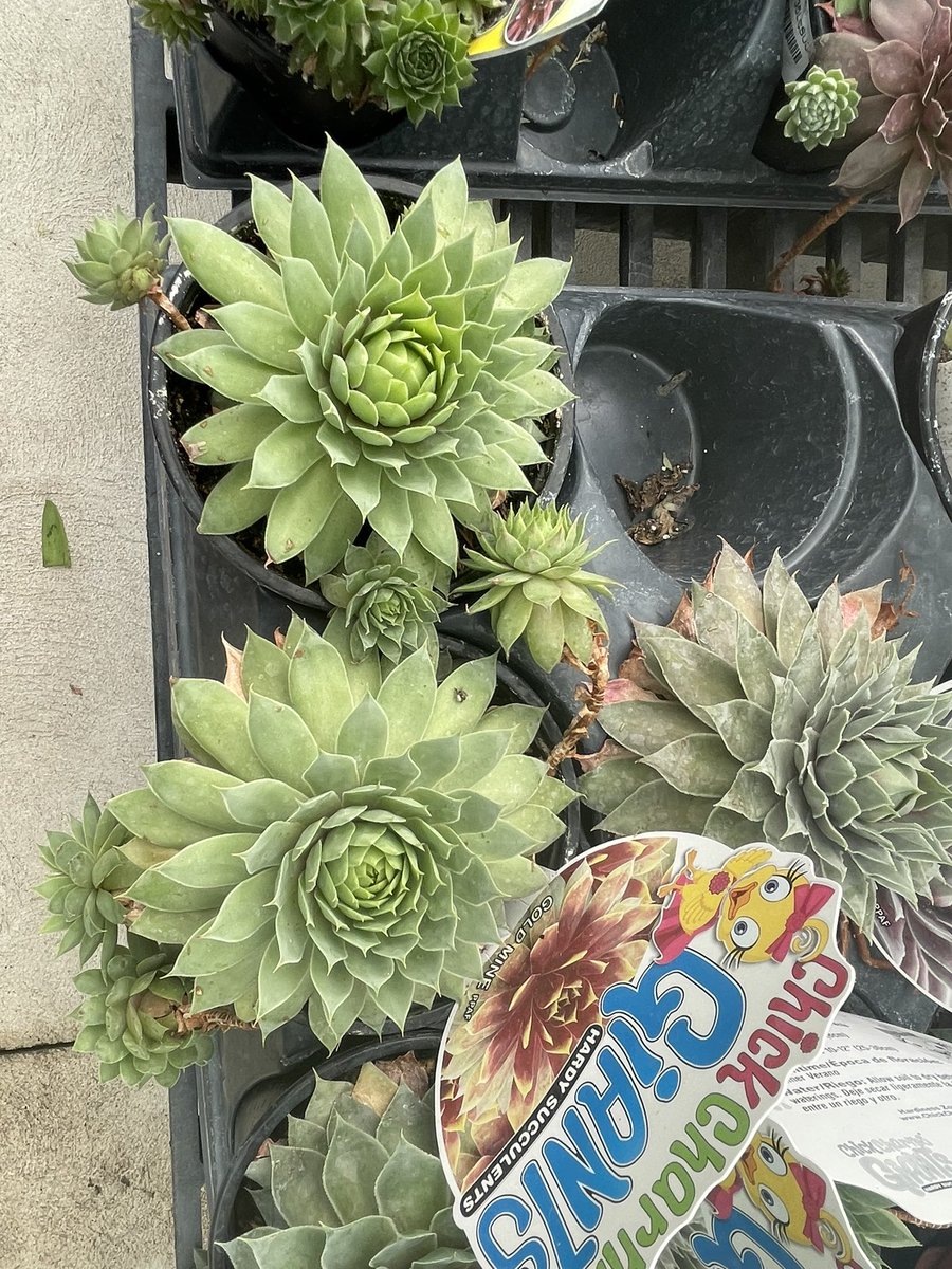 Lipstick_Mystic's tweet image. Always love the sacred geometry shape in succulents.#cactus #Cactivibes #fibonacci #sacredgeometry