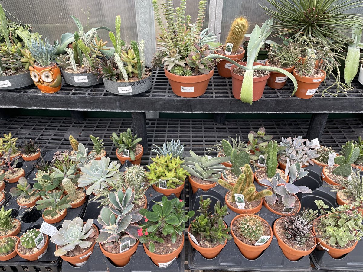 Lipstick_Mystic's tweet image. Always love the sacred geometry shape in succulents.#cactus #Cactivibes #fibonacci #sacredgeometry