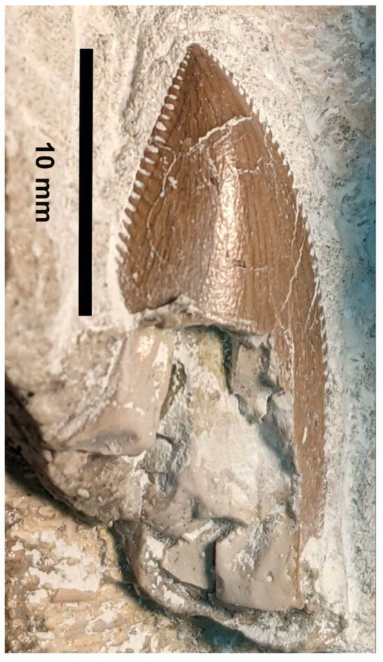FossilsMDPI's tweet image. Must-read study🚨
📖 Caletodraco cottardi: A New Furileusaurian Abelisaurid (Dinosauria: Theropoda) from the Cenomanian Chalk of Normandy (North-Western France) †
🔍brnw.ch/21wWi3P
#Paleontology #DinosaurResearch #Fossils #Science #OpenAccess #MDPI