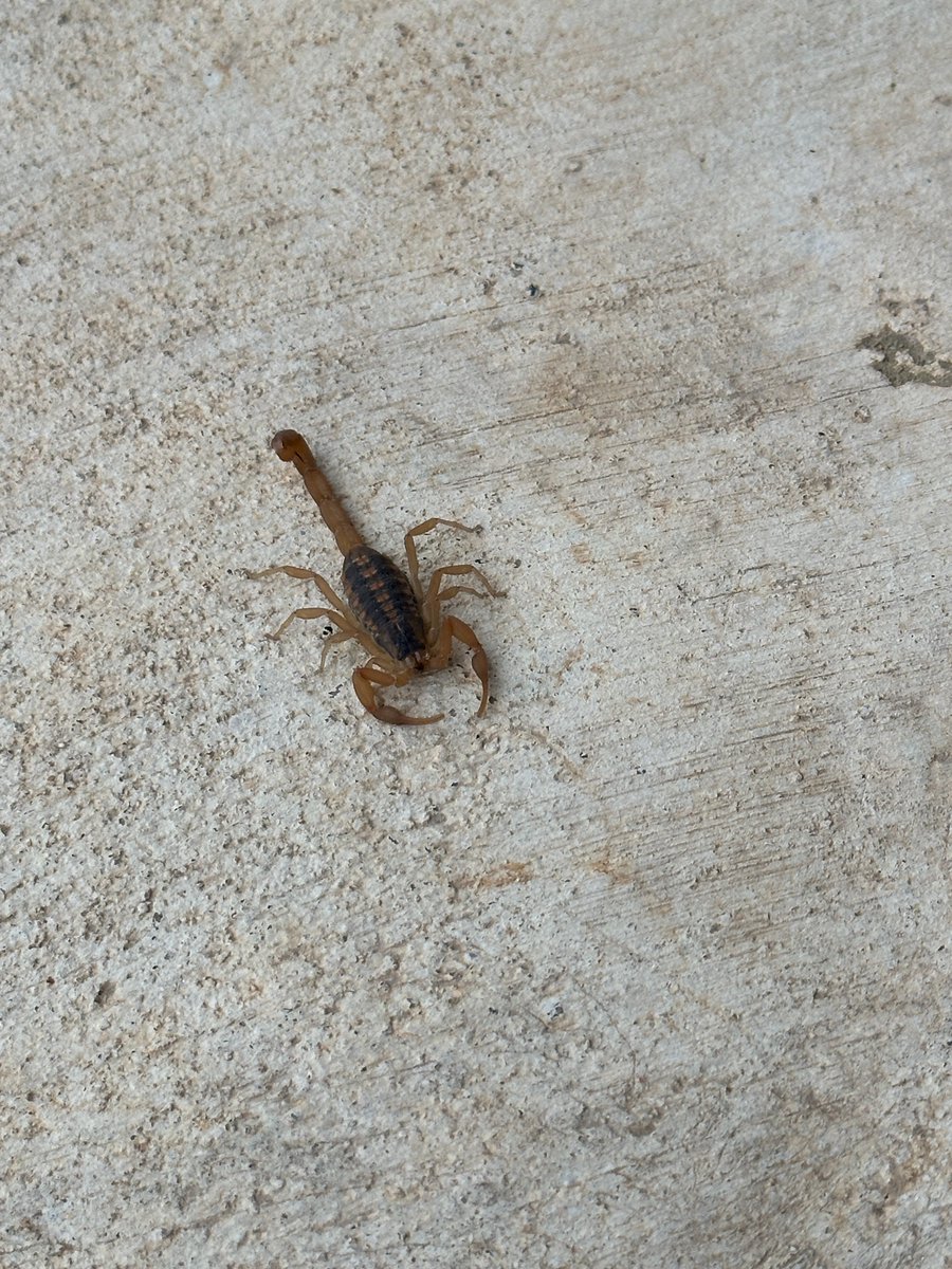 TOPSPest's tweet photo. Seal it. Block it. Stop it. 🛡️ Keep pests out with our top 3 sealing tips for Austin homes—plus the pros to call for the job. 👉 Link: https://t.co/pMzpnOI0R2 https://t.co/0IZI8UMGWZ