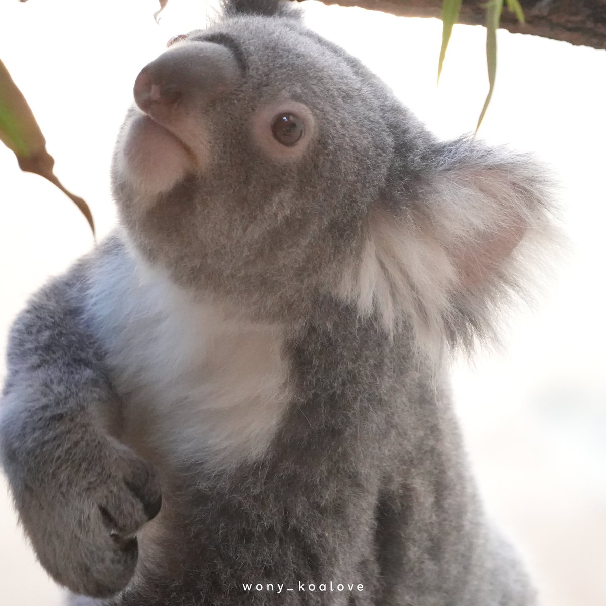 ⭐︎コアラ⭐︎ ウォニー on X: 