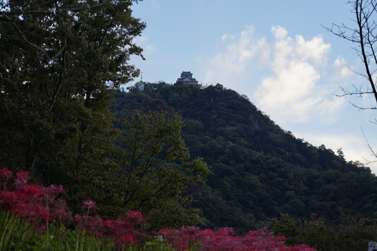 GF_Drive's tweet image. 雄総堤から岐阜城