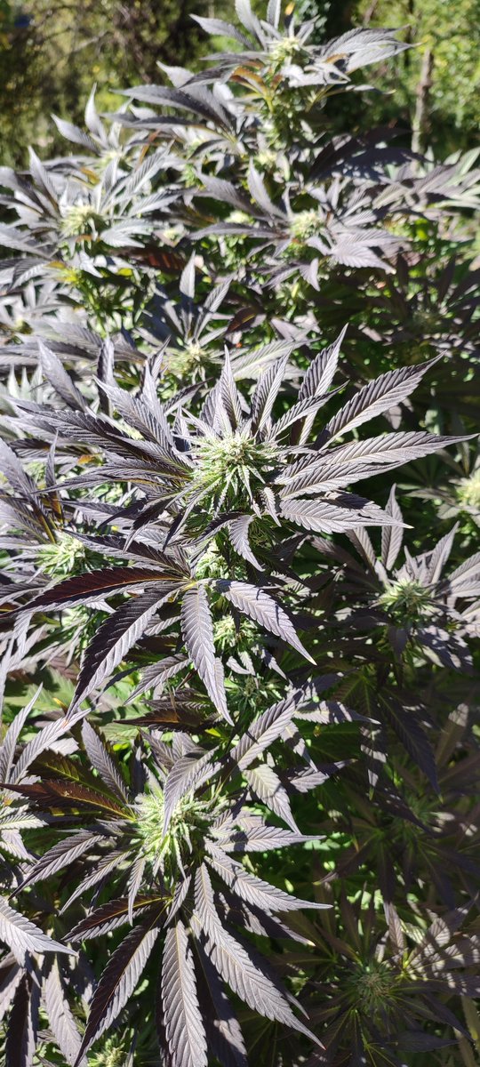 Die Pflanze im Nachbarsgarten ist auch richtig schön geworden. Die Schimmelgötter sind uns bisher wohl gesonnen. Das bisschen Oktober schaffen wir auch noch. 🦾💜✨✅