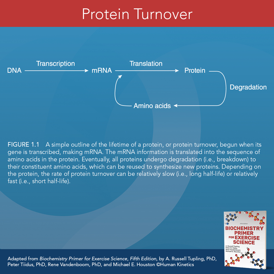 HumanKineticsEU's tweet image. 🔄 Did you know your body is constantly breaking down and rebuilding proteins?

This visual from Biochemistry Primer for Exercise Science shows how transcription, translation, and degradation all contribute to protein turnover.

➡️ bit.ly/44HYFo0 

#ExerciseScience