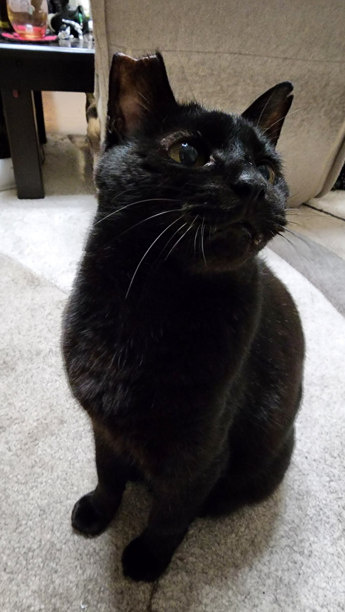 黒猫 2025,5,25 #保護猫の日 . ななとはちも保護猫です . 江戸川区で