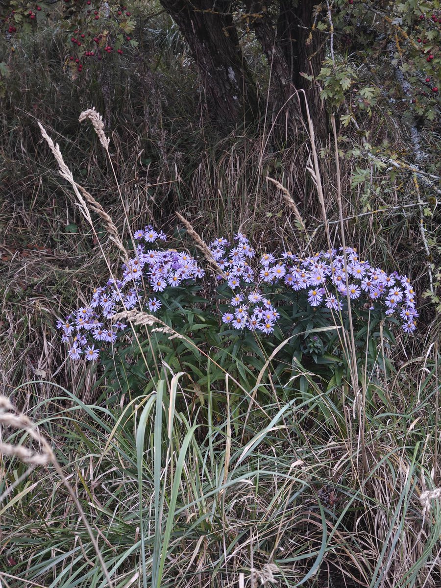 NgRubix's tweet image. People don't understand why Life has to be valued, and how.
I agree with you: the solution is not technological. It's a change of mindset.
Let's bring the kids out in the forest. Let's show them gardening.
Let's show them a cow. A horse. Bunnies
Let's make them feel they are Life