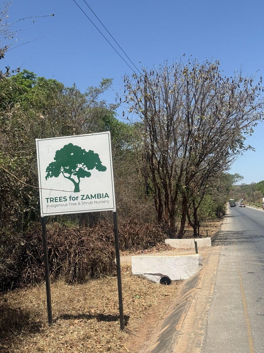 My bookshelf just got a major upgrade! 'Trees of Zambia' by Adam Pope and Clare Barkworth (2023).

Now the real adventure begins—I can't wait to finally learn the names and stories of the beautiful native trees I see every day. Who's joining me on this journey of discovery?
🇿🇲