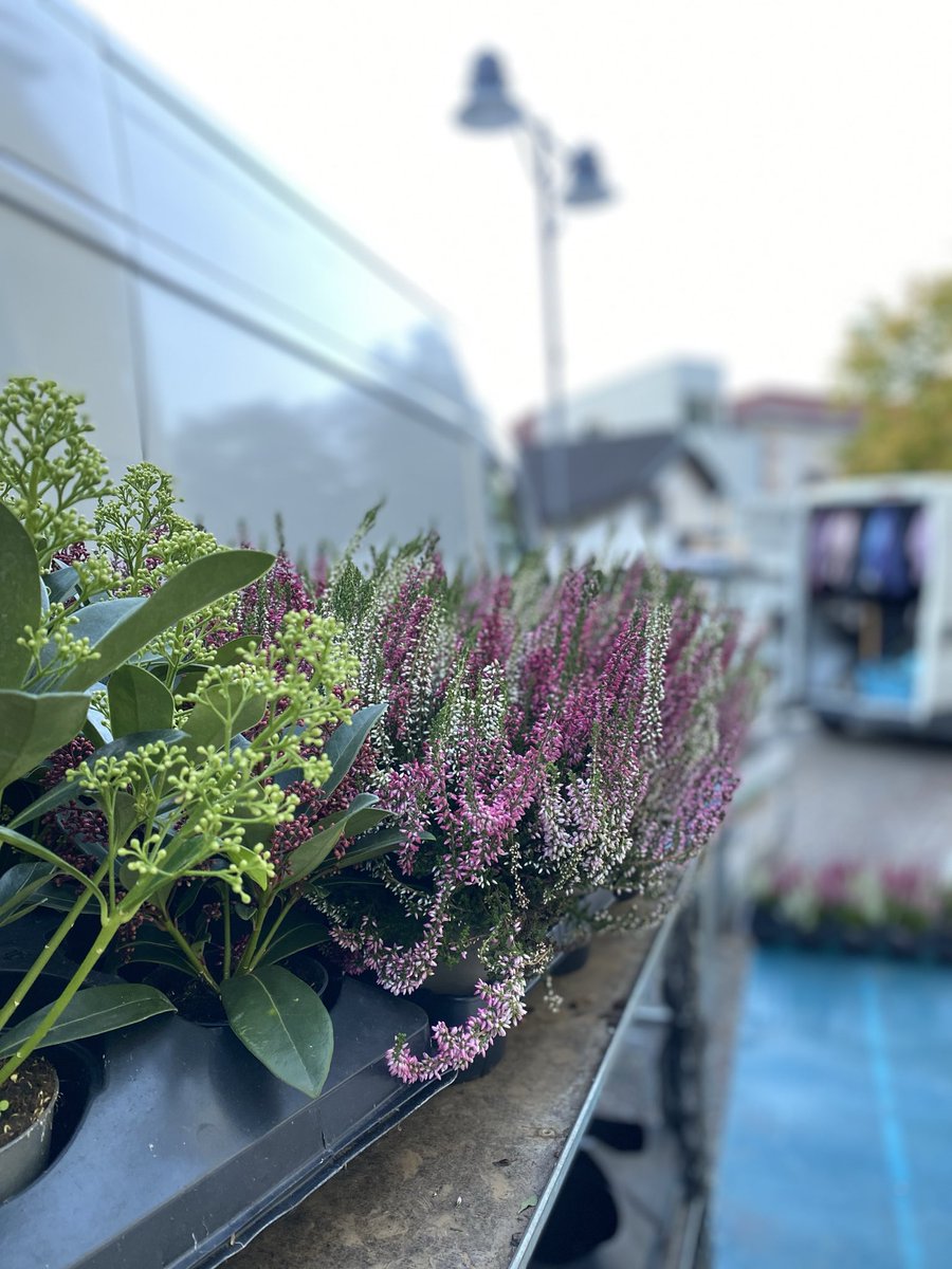 Sonia Zuccaro tweet media