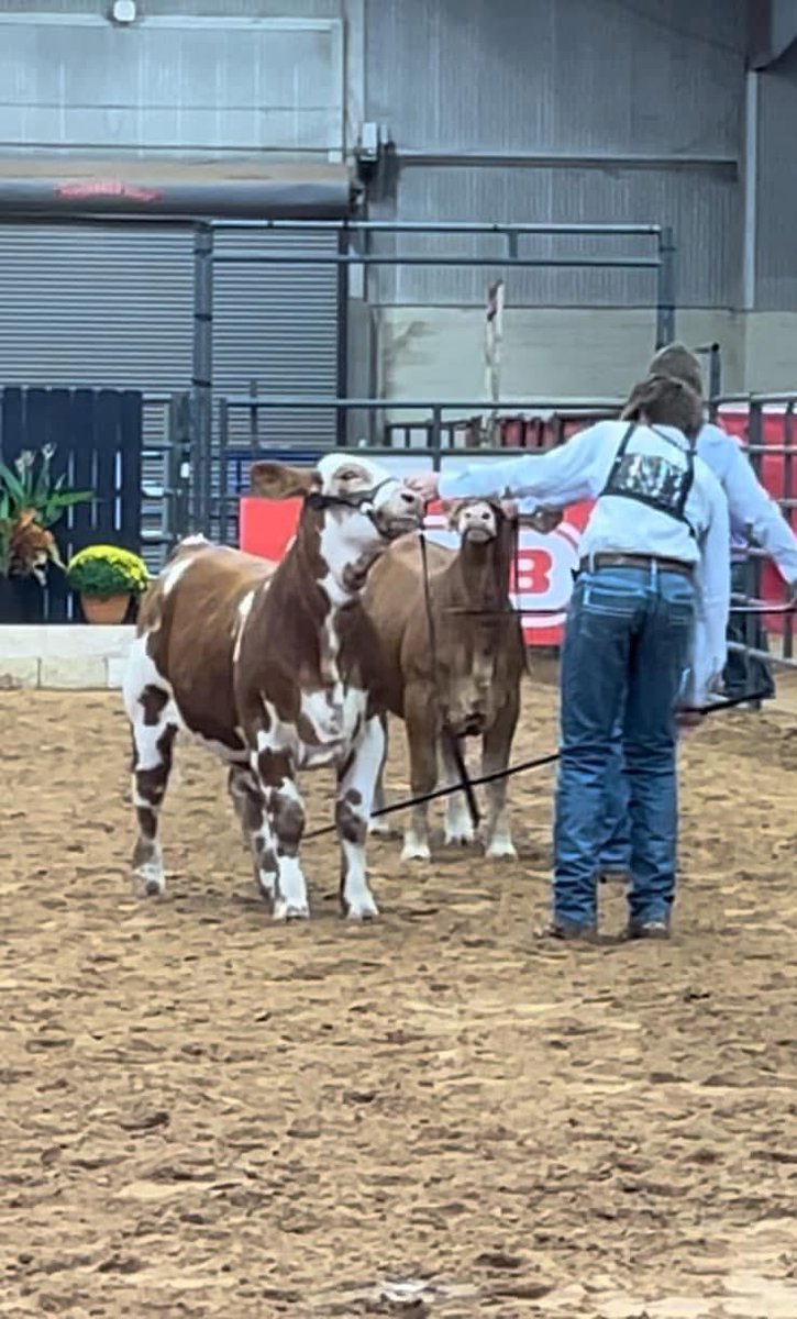 MillsapISD's tweet image. Haidan Lee and Braeden Lee showed their animals at the Heart O&apos; Texas Livestock Show. Haidan earned Reserve Champion Angus female &amp;amp; 2nd in class and Braeden earned 2nd in class both days. Keep up the great work!