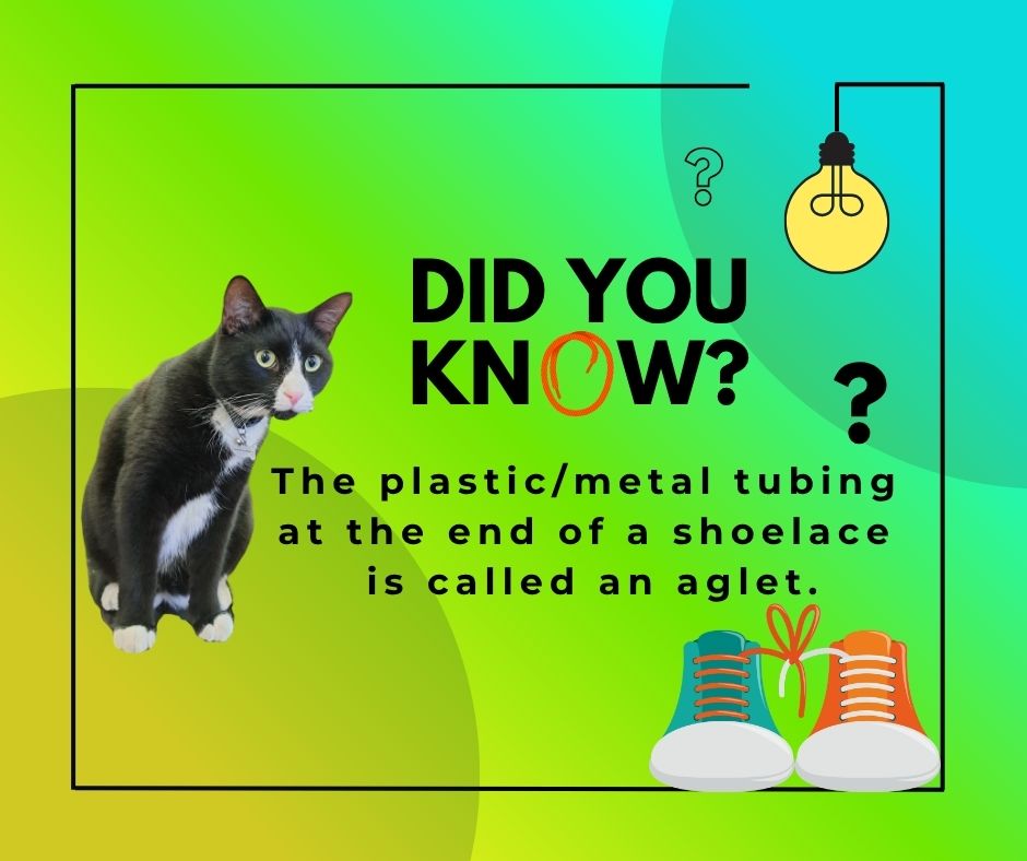 DAHoweLibrary's tweet image. 