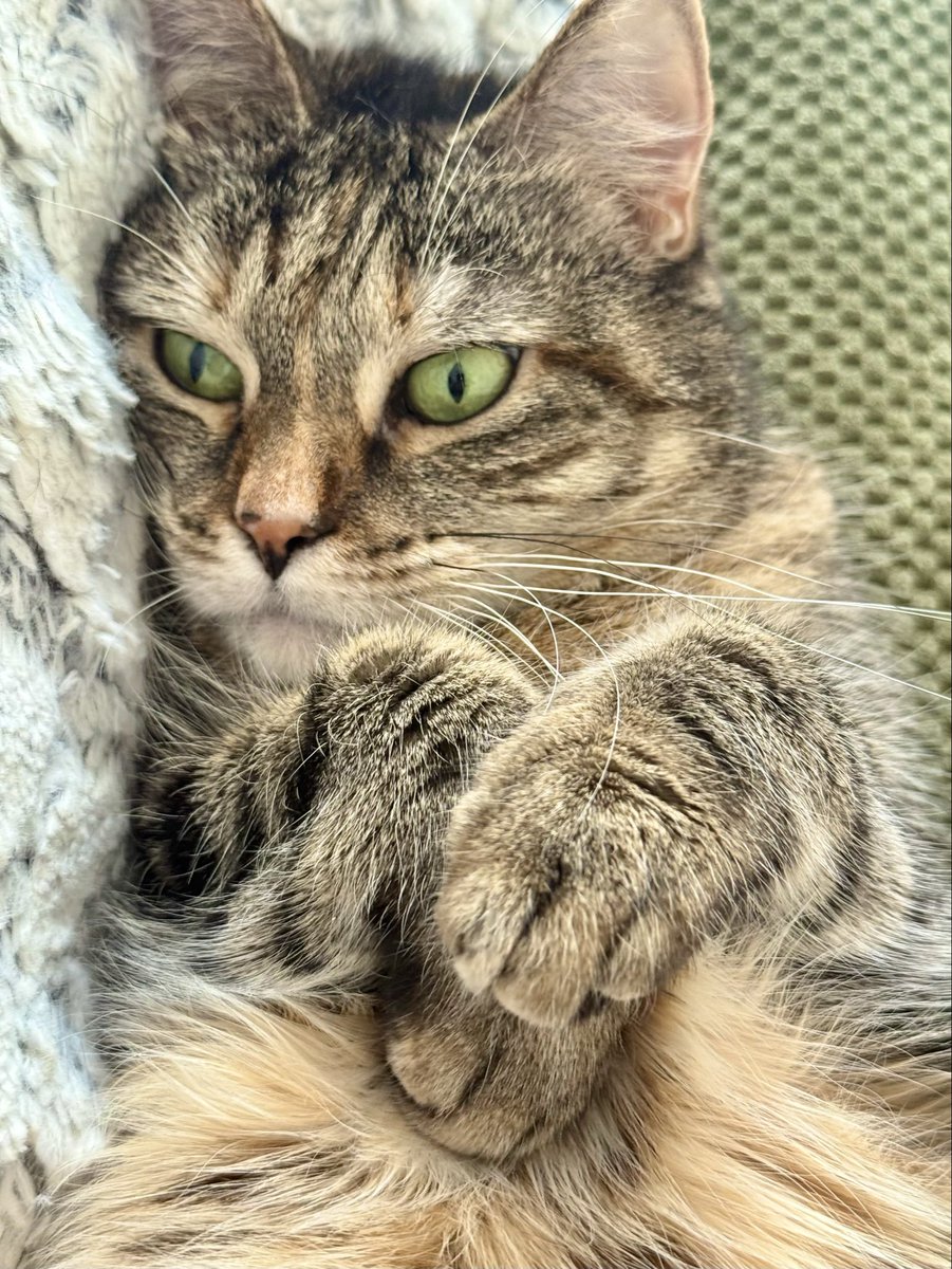 PickliciousF's tweet image. I am a very deep kitty. I like to think about all the things that happen in the world. Mainly when I can get another treat to be honest.