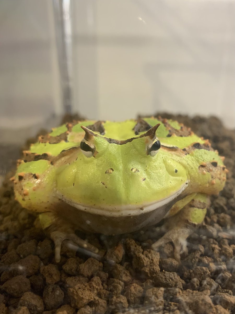 何だかんだアマゾンはタフよな〜🤔

色んな種類のツノガエル系飼ってきたけどアマゾンは皮膚系のトラブルもないし、体調悪くなった事もないし。
胃腸も給餌頻度さえ間違えなければ問題なし。
暴れて顔に傷つくるのは宿命🐸

#アマゾンツノガエル
