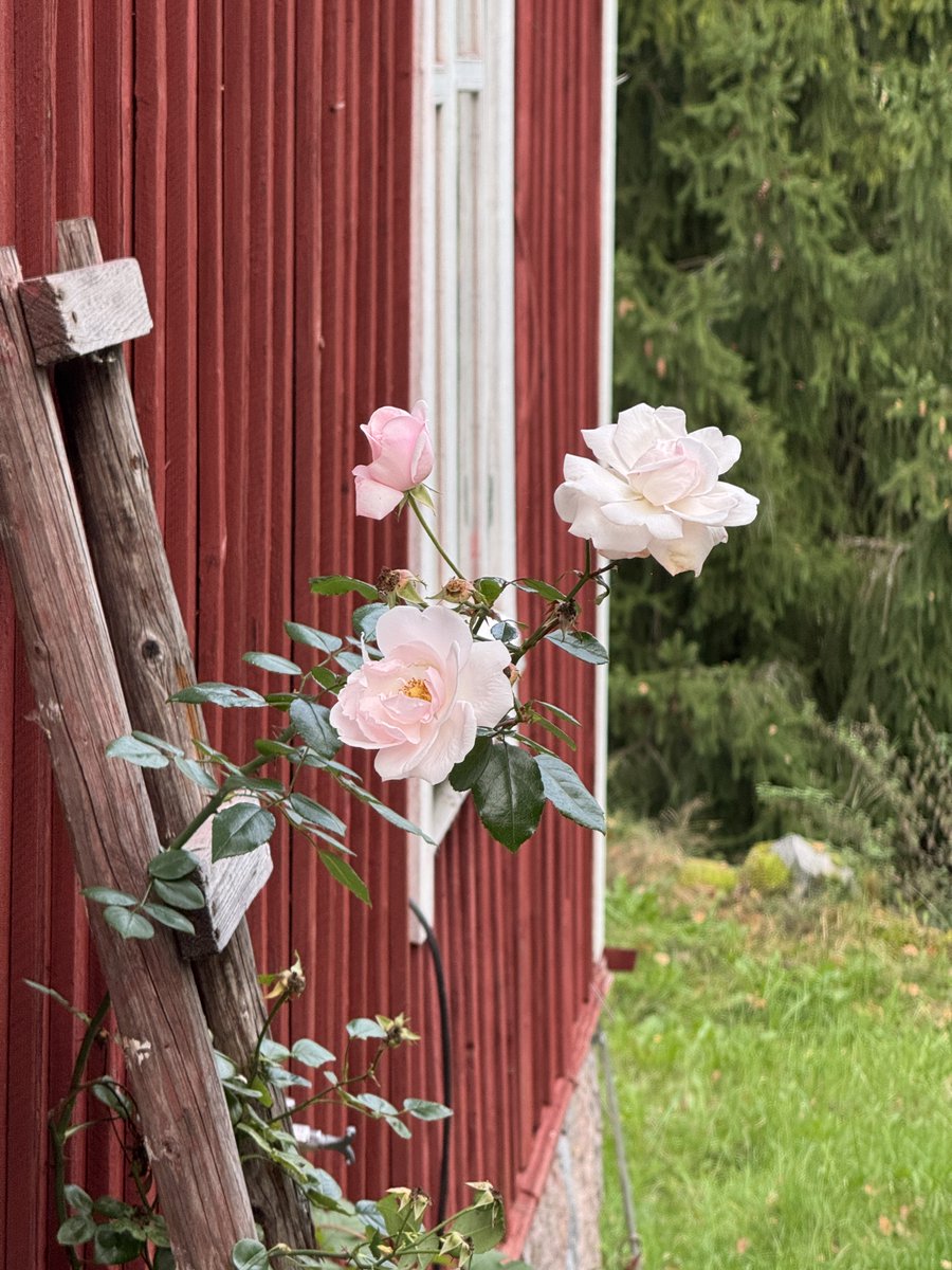 Prismasta vuosia sitten ostettu köynnösruusu kukkii edelleen.