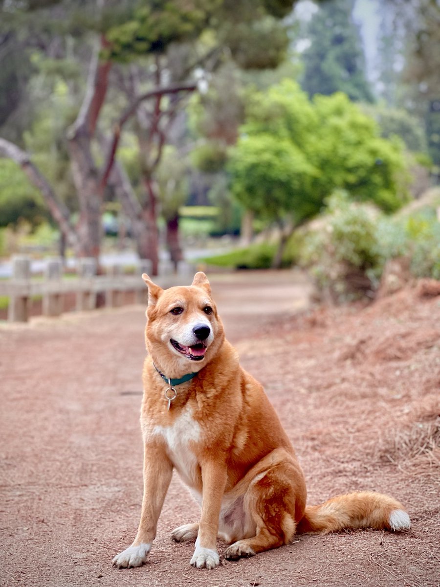MarcyFitness's tweet image. Personal trainer + best friend, all in one. 🐶💪 #TrailBuddy #DogWalking #workoutmotivation