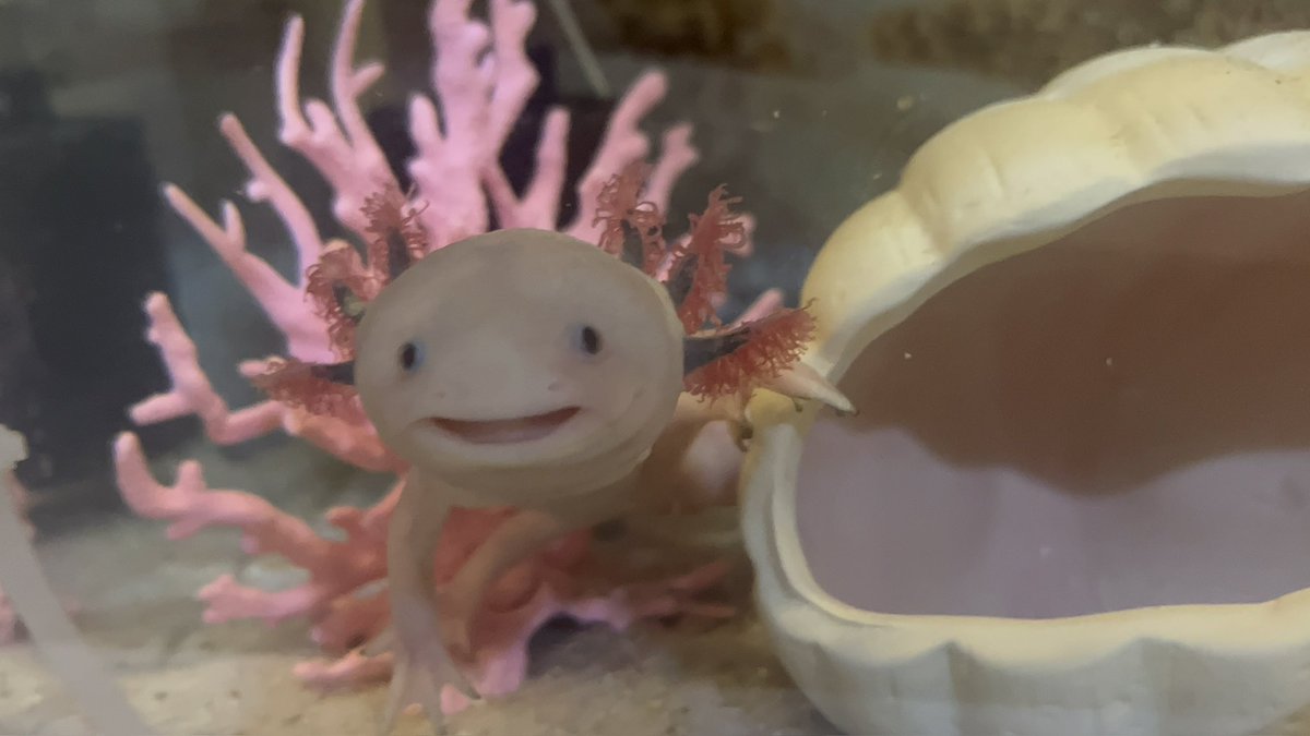 なんでウパ様はこんなに愛らしい顔してるのでしょうか。。

愛しくて愛しくて😭💕