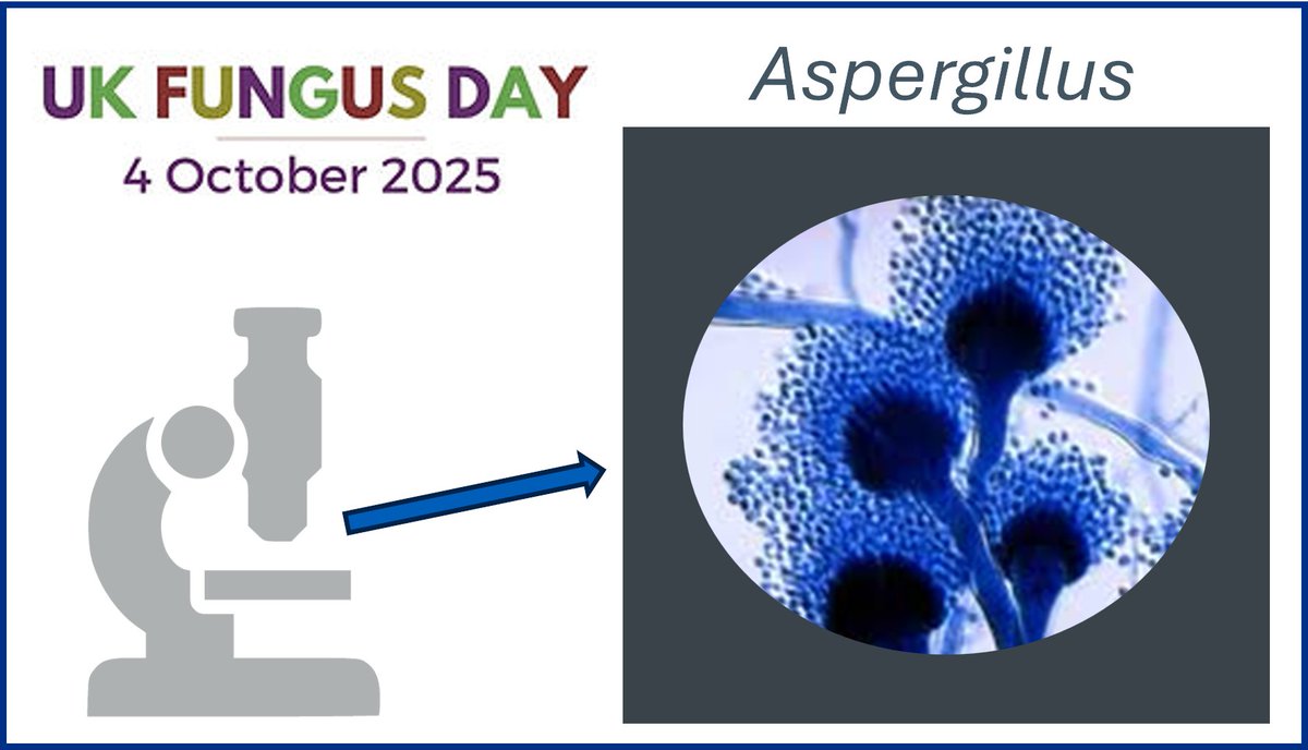 It's #UKFungusDay ! 🍄

You don’t need to hunt for Aspergillus – it grows everywhere! It doesn’t produce mushrooms, but its spore heads can be seen under a microscope

We all breathe in thousands of spores every day, but they are cleared away by the immune system in most people