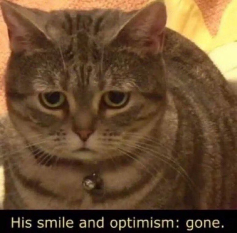 lev frye 🐱 tweet media