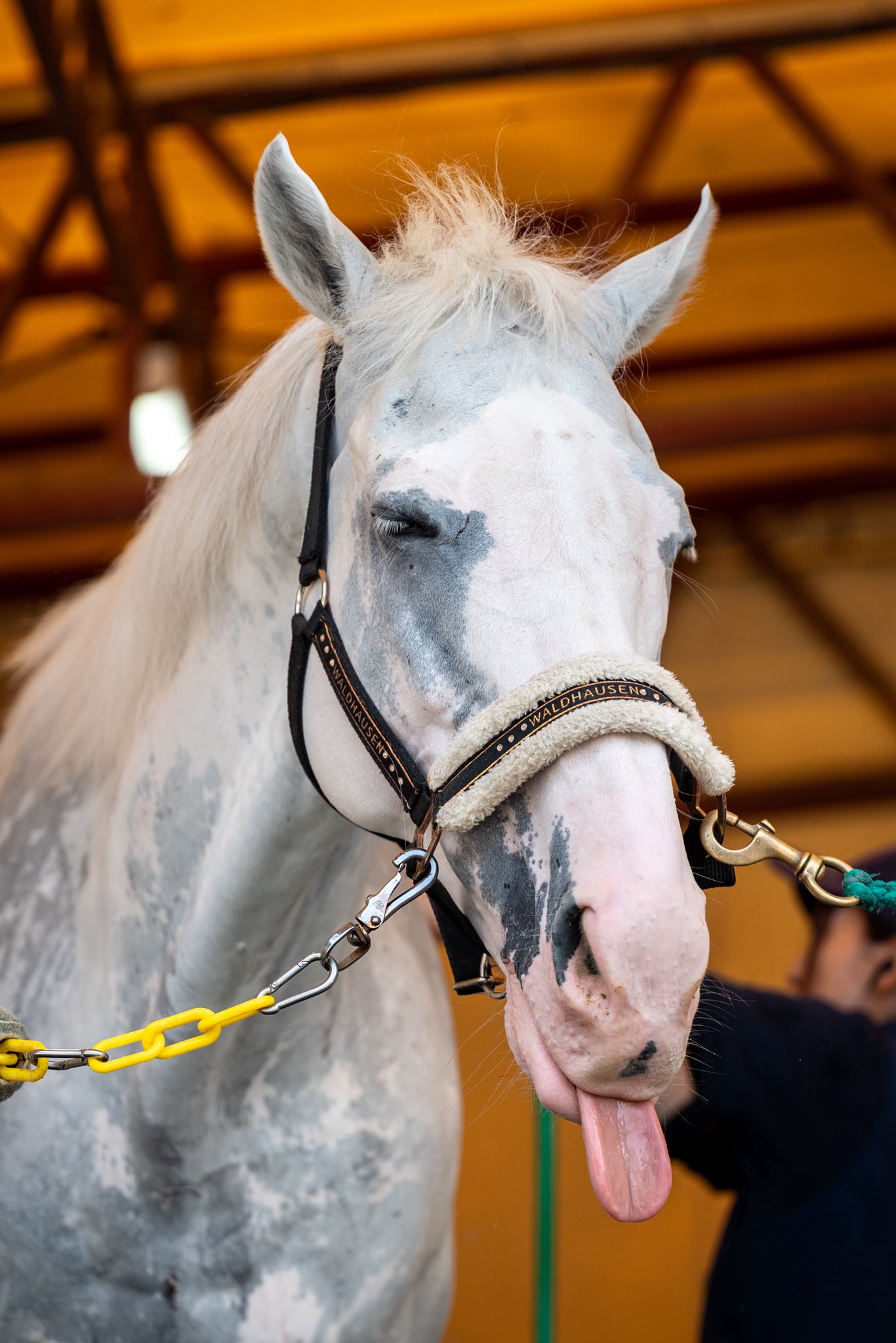 うまさん Aircraft - Aftermarket Products - Decals - 1:48 Scale Early