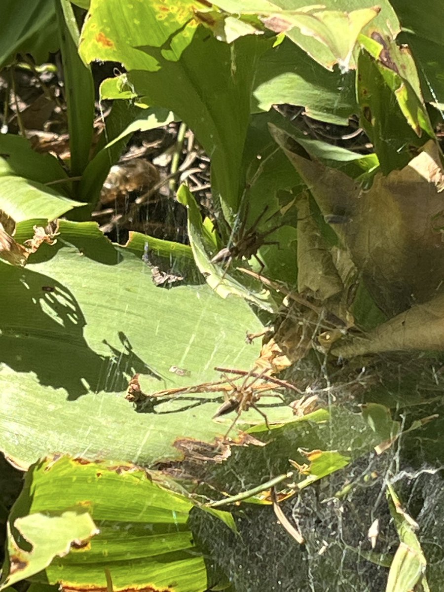 SD3rd's tweet image. In all my years of observing nature this is something I’ve never seen. 

Can you identify the oddity?