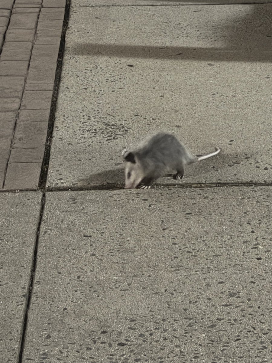 VOLTA_SPEED's tweet image. saw this guy yesterday