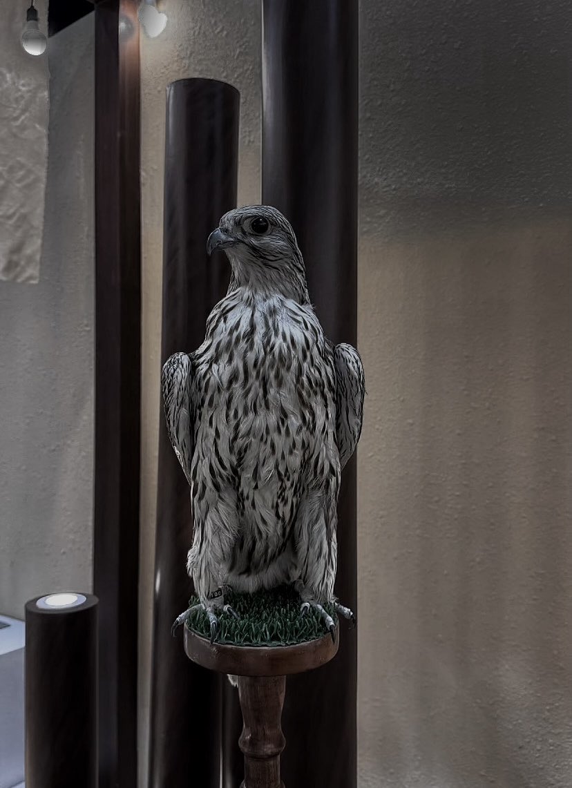 Shots with the falcon
🦅📸🤍

#محمد_الناهسي 
<a href="/KZzdga25/">محمد الناهسي</a>